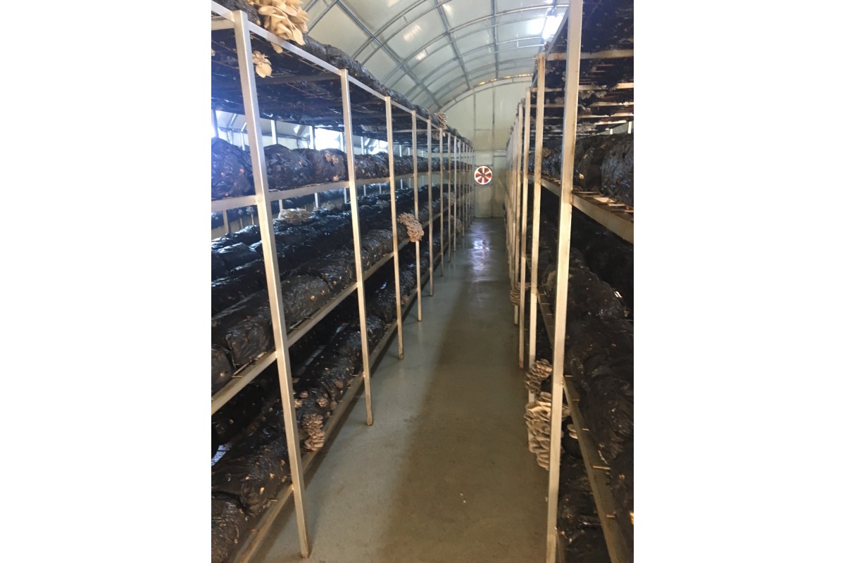 mantar tohumu satışı