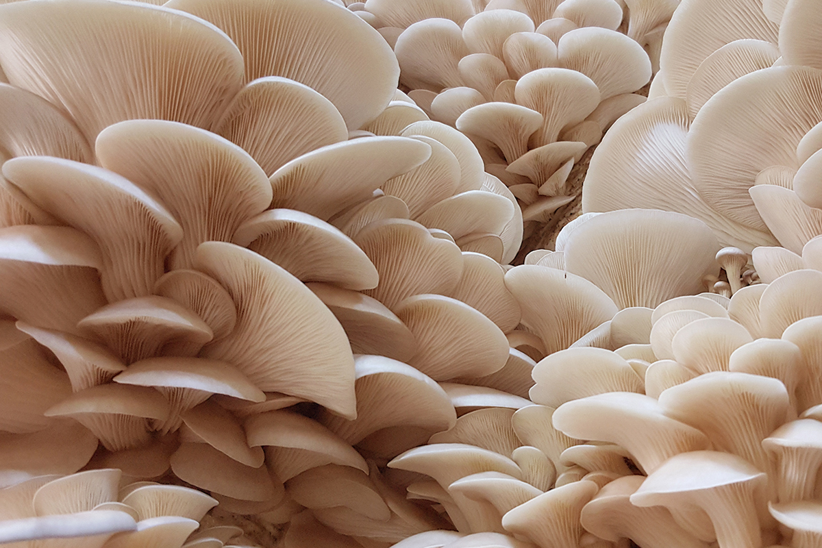 mantar tohumu satışı