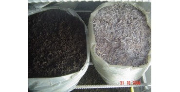 Mantar Tohumu Satışı